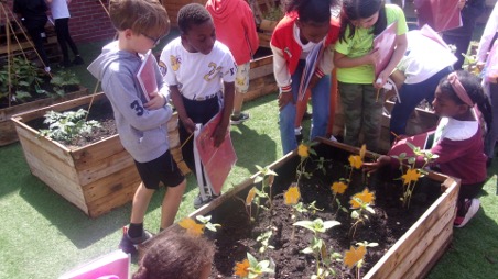 Sunflower Growing